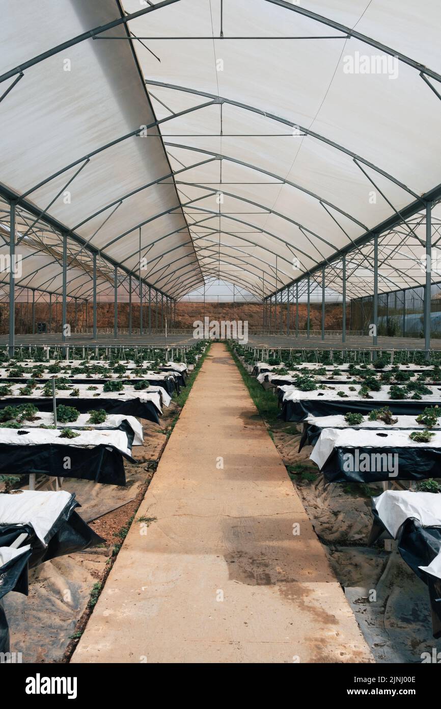 Contenedores hidropónicos con plantas jóvenes de fresa en casa verde. Tecnología israelí hidropónica de cultivo de fresas. Foto de stock