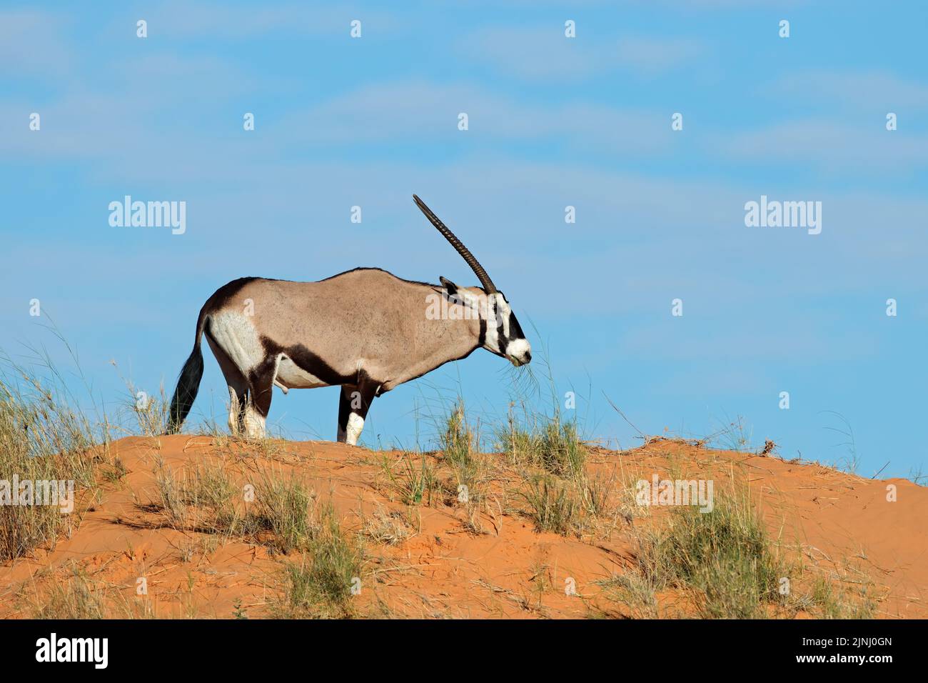 Un antílope gemsbok (Oryx gazella) en una duna de arena roja, desierto de Kalahari, Sudáfrica Foto de stock