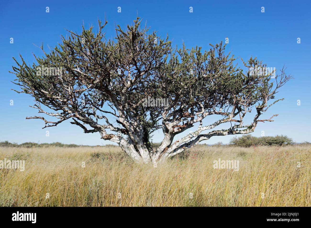Los pastores africanos tree (Boscia albitrunca) en pastizales contra un cielo azul, Sudáfrica Foto de stock