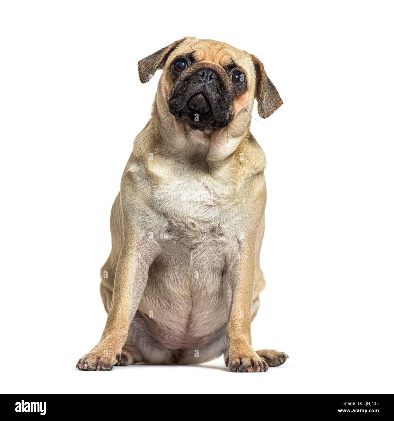retrato de un cachorro de un año mirando hacia arriba, aislado sobre blanco Foto de stock