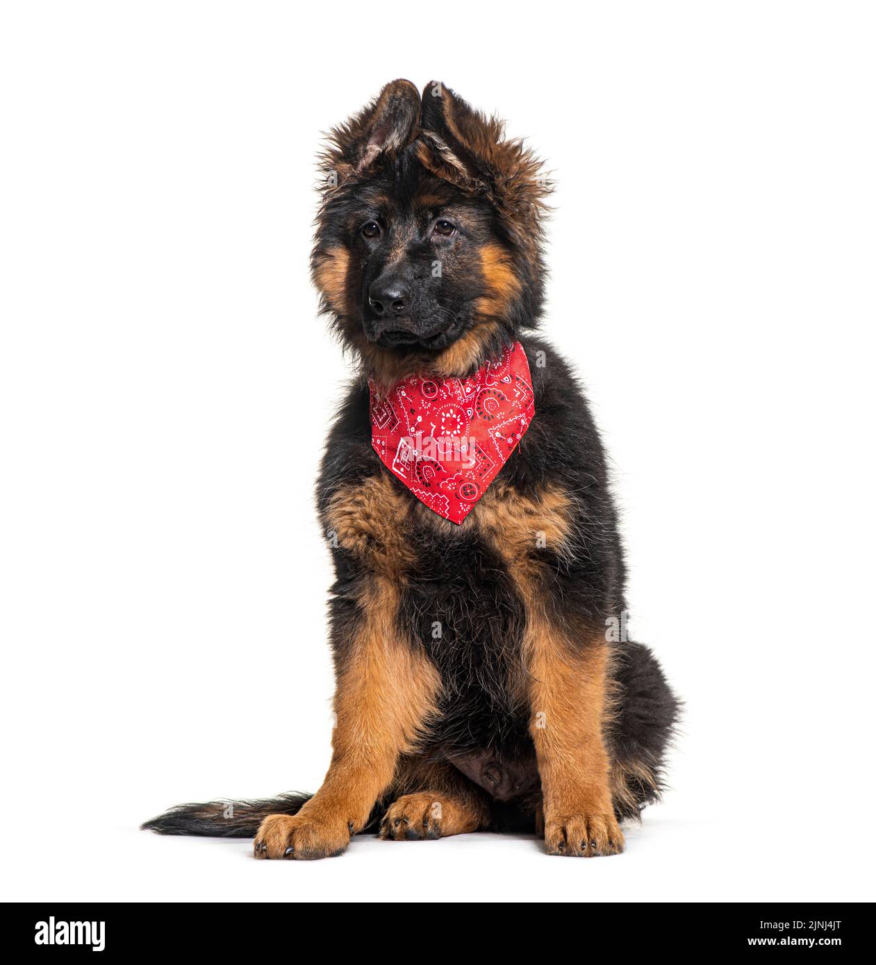 Cachorro dos meses fotografías e imágenes de alta resolución - Alamy