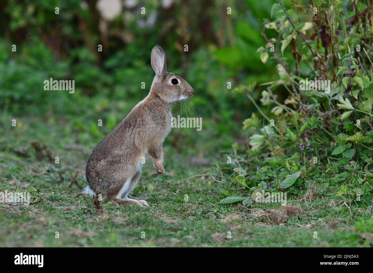 Conejo joven de pie en los pies traseros en postura de alerta Foto de stock