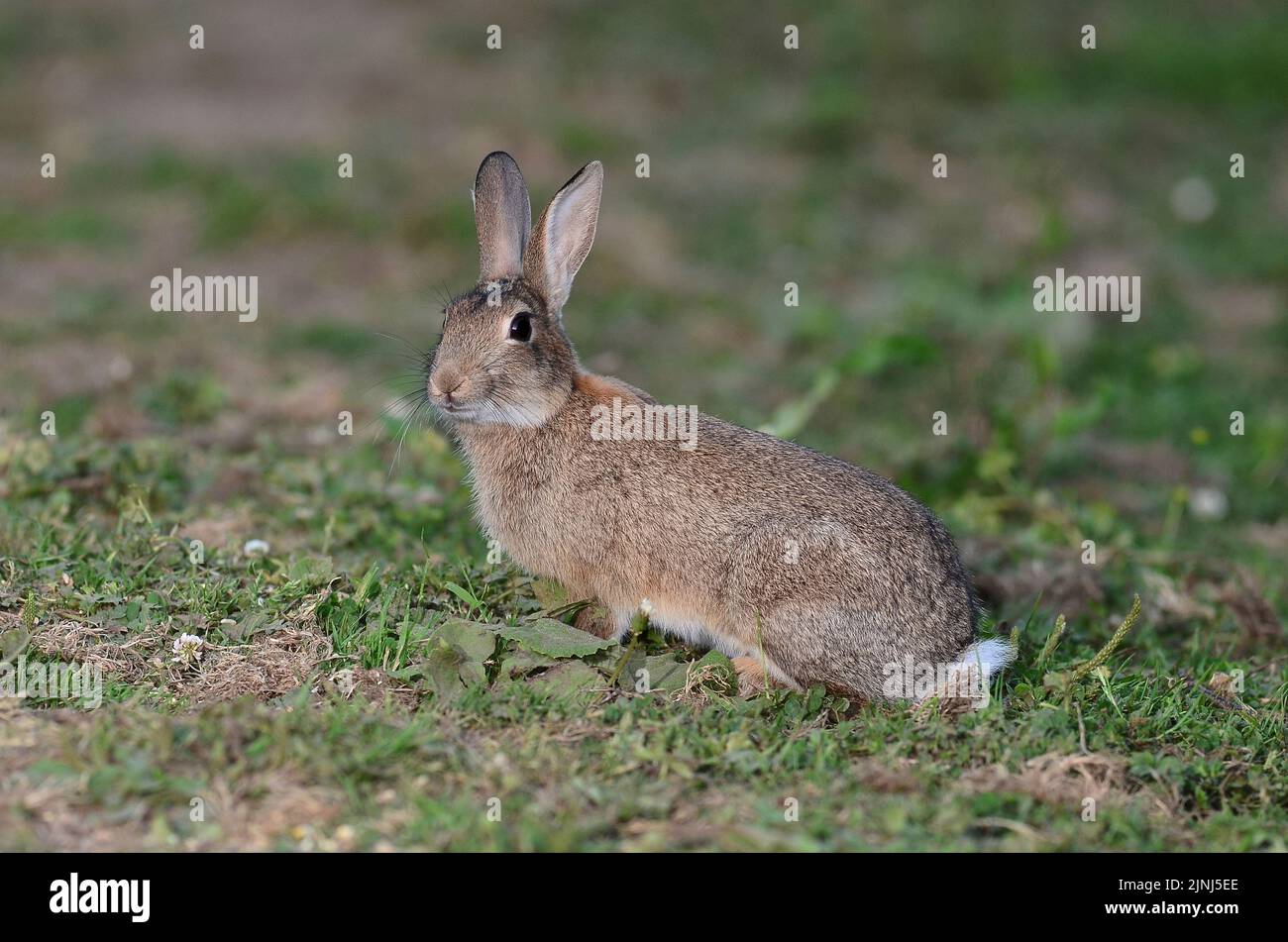 Conejo joven pastando en césped corto Foto de stock
