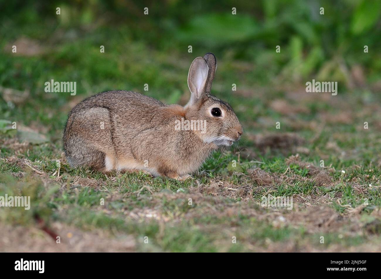 Conejo joven pastando en césped corto Foto de stock