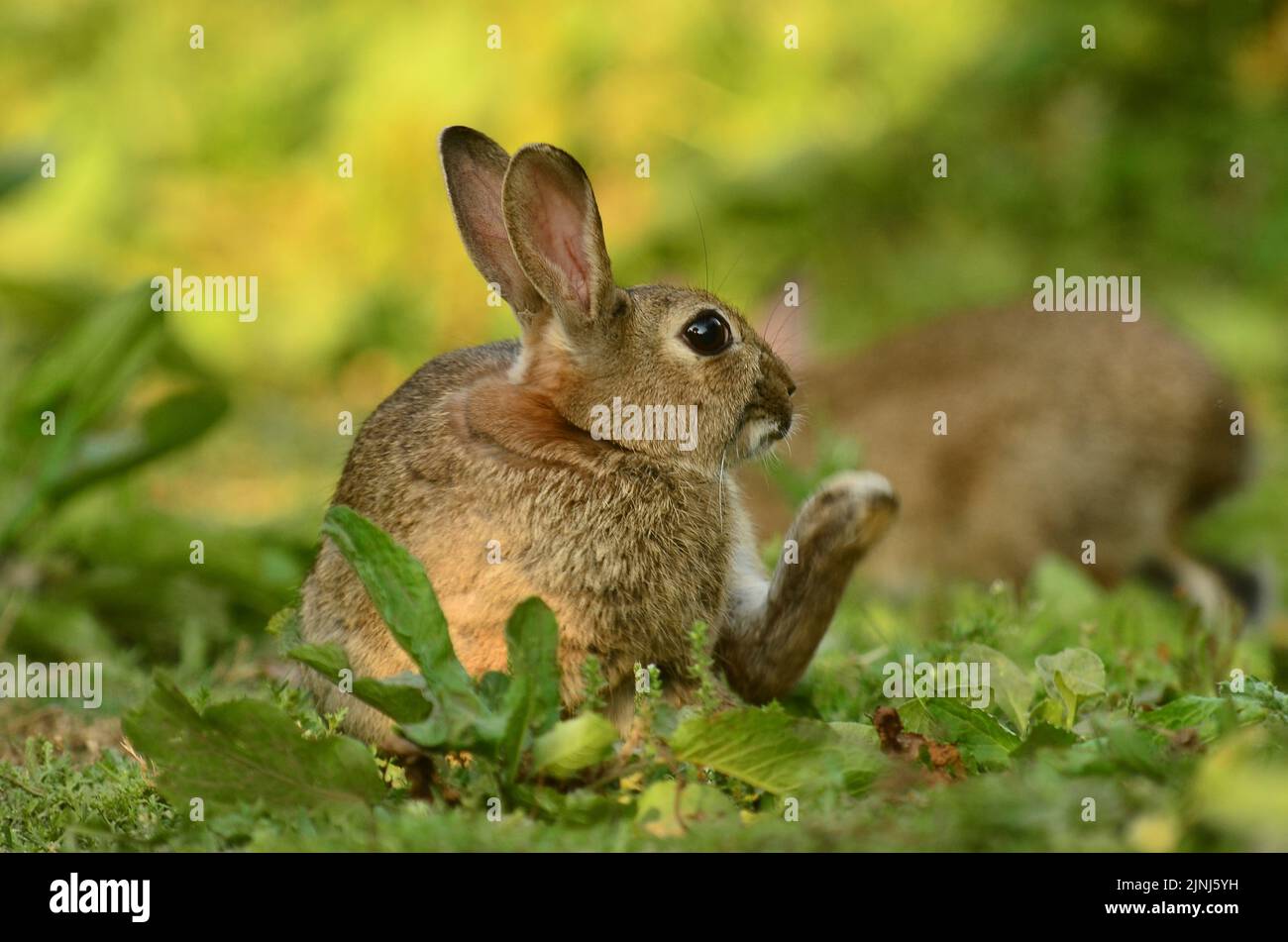 El conejo joven pastando en la tierra áspera Foto de stock