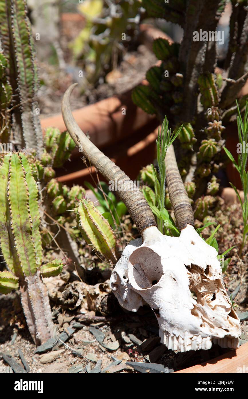 Cráneo de Antelope entre suculentas en Cabo Occidental, Sudáfrica Foto de stock