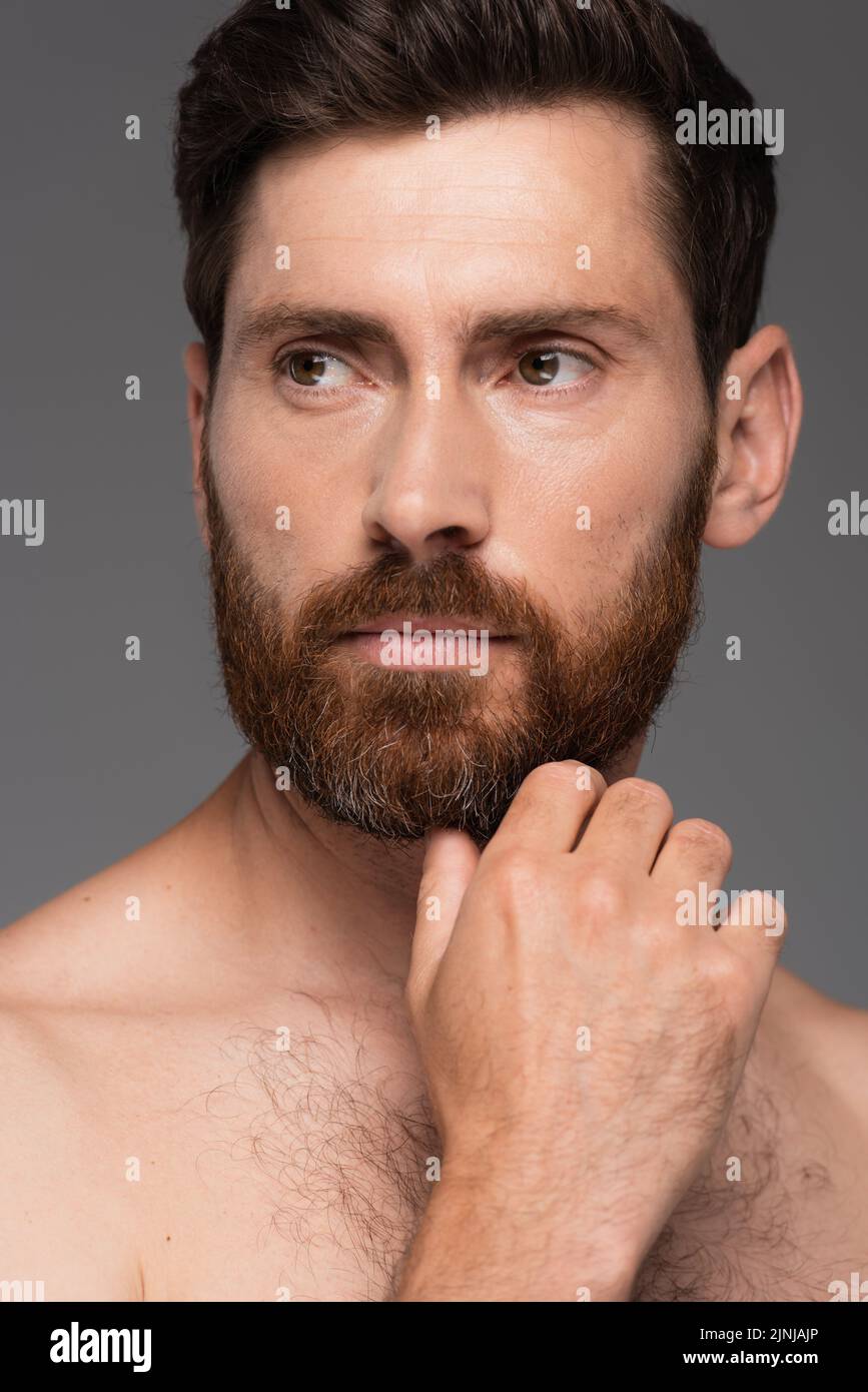retrato de hombre sin camisa y pensativo tocando la barba aislado sobre imagen de archivo gris Foto de stock