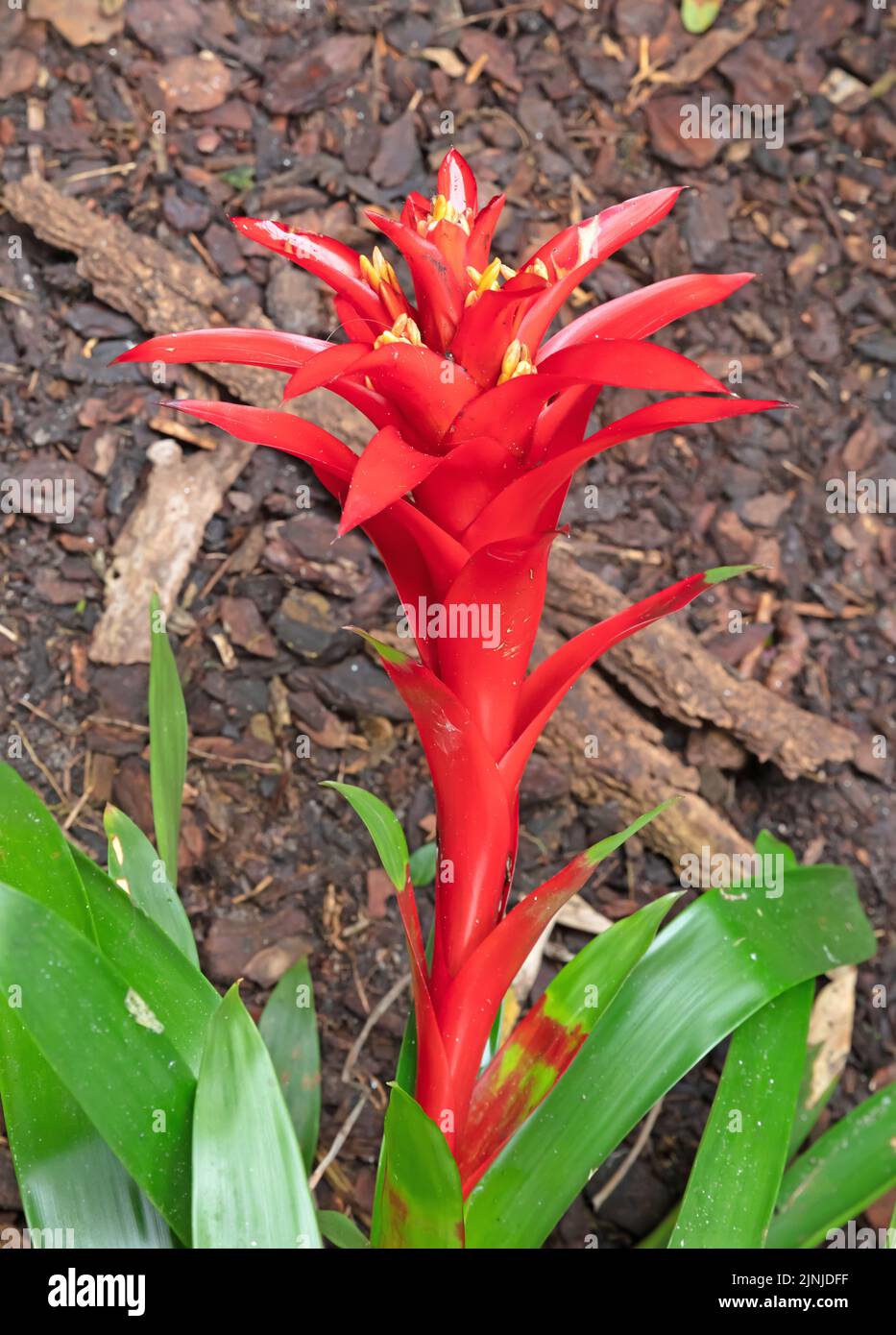 Bromeliad rojo Planta de floración, piña roja tropical flor Foto de stock