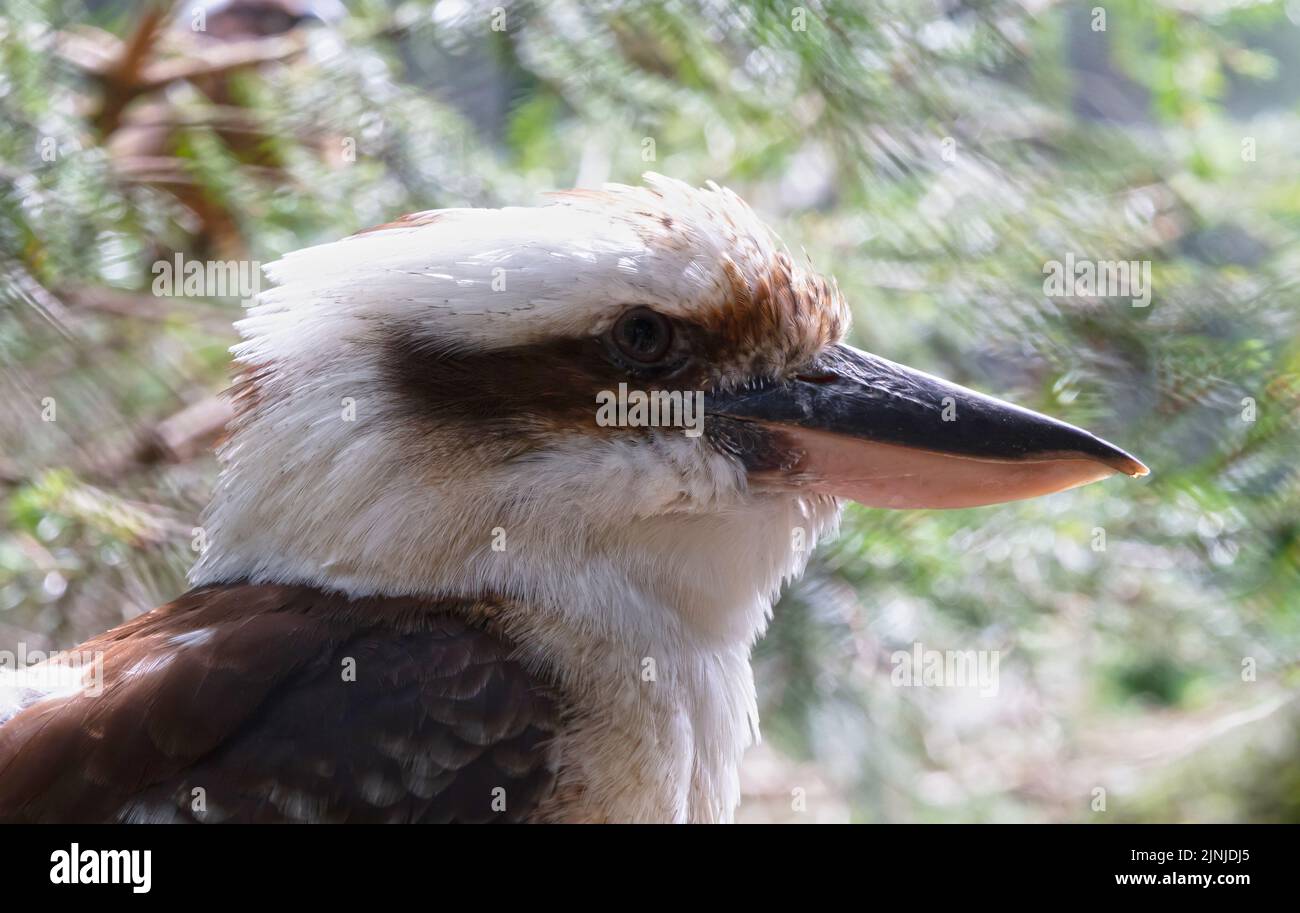 Retrato de Kookaburra riendo, enfoque selectivo en el ojo Foto de stock