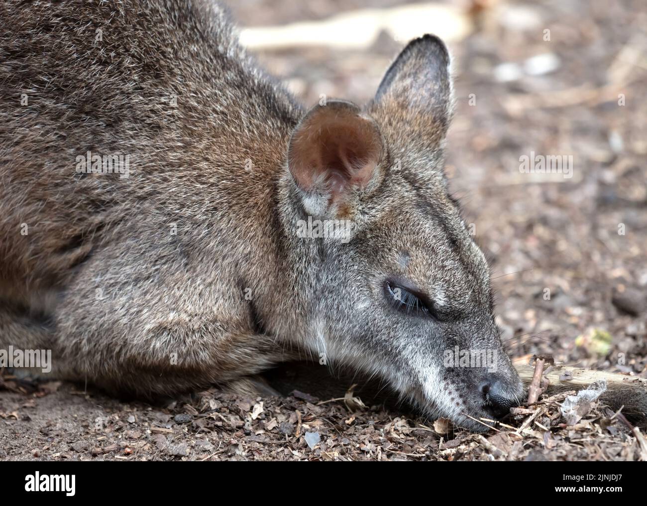 parma durmiente wallaby, enfoque selectivo en el ojo Foto de stock