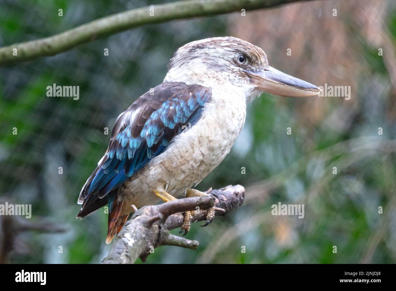 KingFisher Kookaburra de alas azules, Dacelo leachii, enfoque selectivo Foto de stock