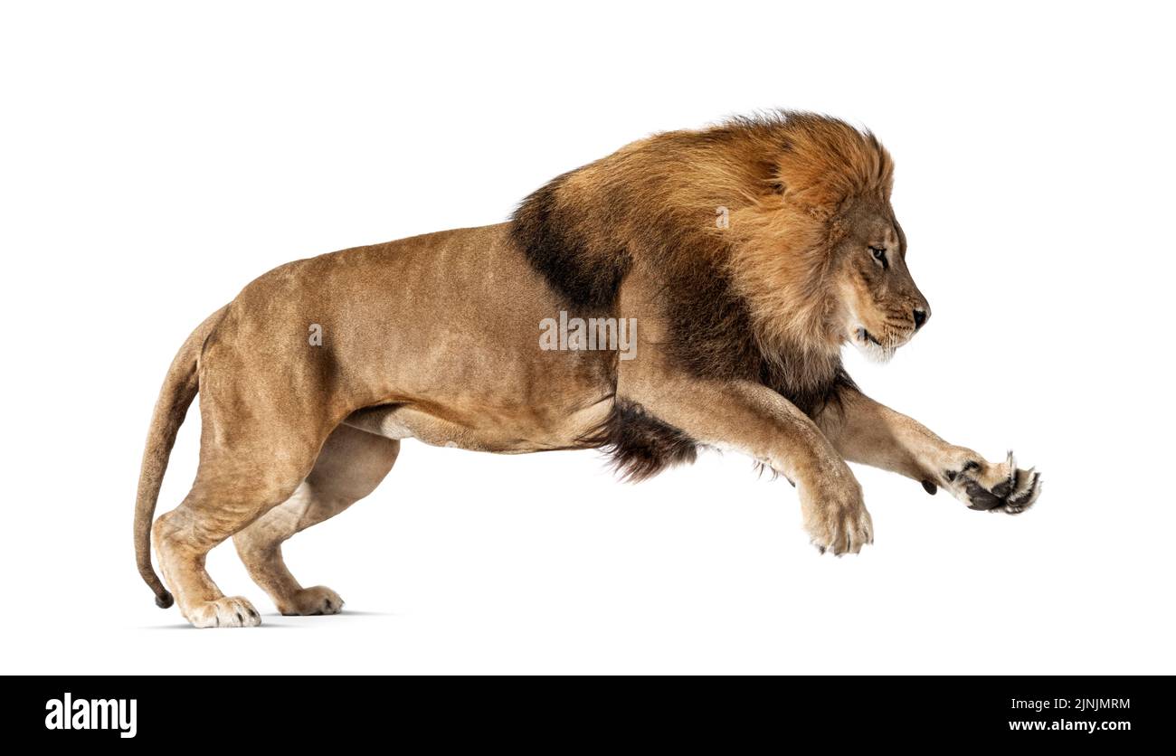 Hombre león adulto, Panthera leo, saltando, aislado sobre blanco Foto de stock