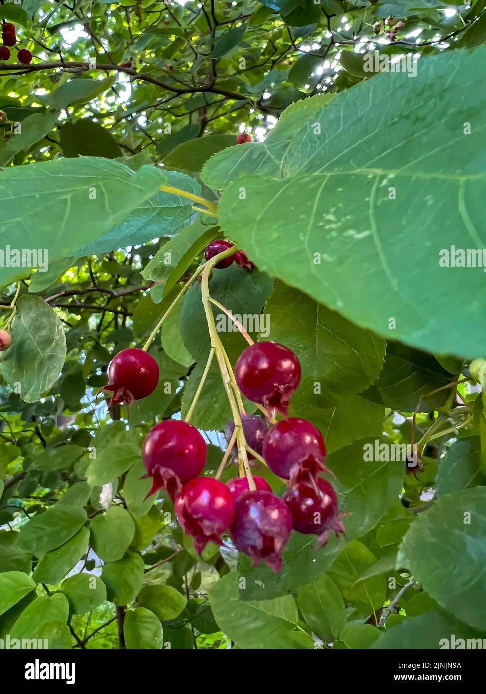 Serviceberry de Lamarck (Amelanchier lamarckii), con frutos Foto de stock