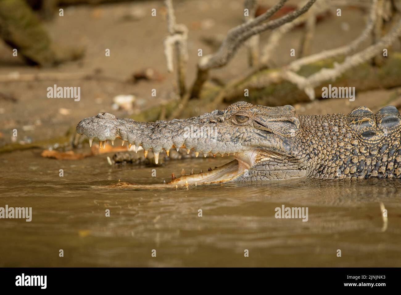 Cocodrilo de agua salada, cocodrilo estuarino (Crocodylus porosus), retrato con la boca abierta, Australia, Territorio del Norte, Kakadu Nationalpark Foto de stock