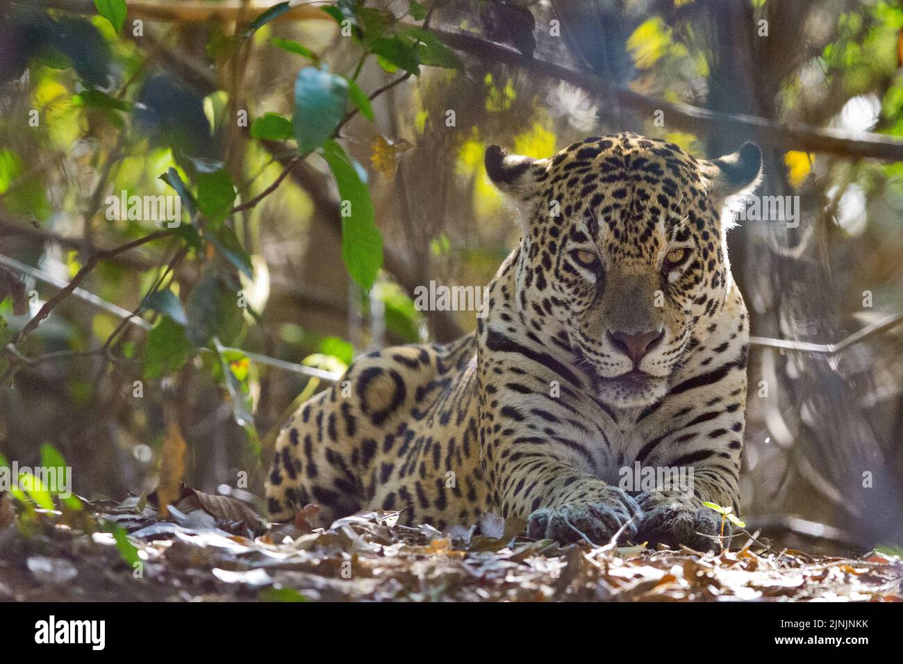 jaguar (Panthera onca), descansando en la sombra, vista frontal, Brasil, Pantanal Foto de stock