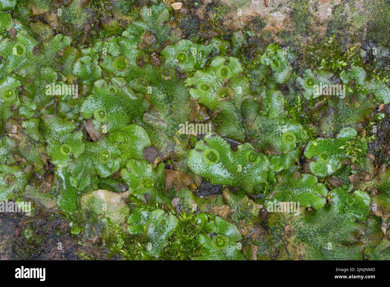 Liverwort común, liverwort paraguas (Marchantia polymorpha), con copas gemma, Alemania Foto de stock