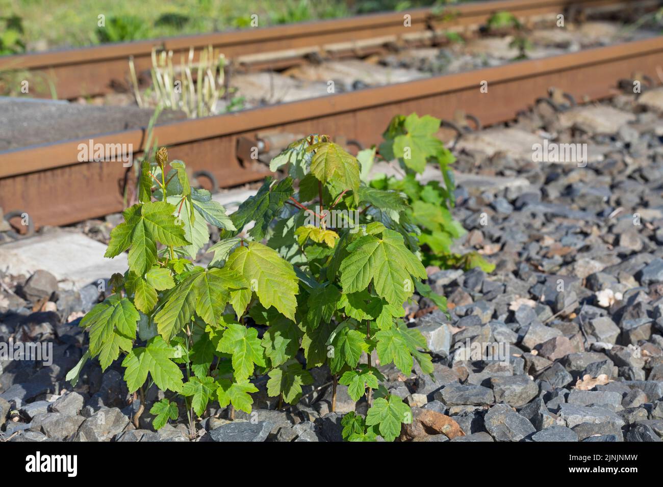 Arce sicamore, gran arce (Acer pseudoplatanus), en un lecho de vías del ferrocarril, Alemania Foto de stock