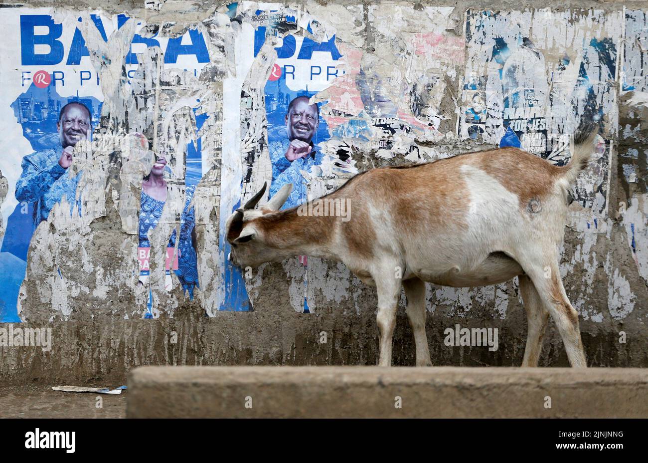 Una cabra come carteles de la campaña pegados en una pared después de las elecciones generales conducidas por la Comisión Independiente Electoral y de Fronteras (IEBC) en Nairobi, Kenia el 12 de agosto de 2022. REUTERS/Thomas Mukoya Foto de stock