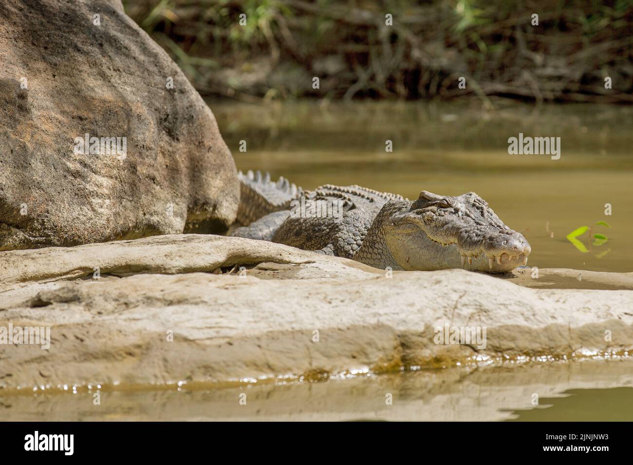 Cocodrilo de agua salada, cocodrilo estuarino (Crocodylus porosus), tumbado en una roca en la costa, Australia, Territorio del Norte, Kakadu Nationalpark Foto de stock