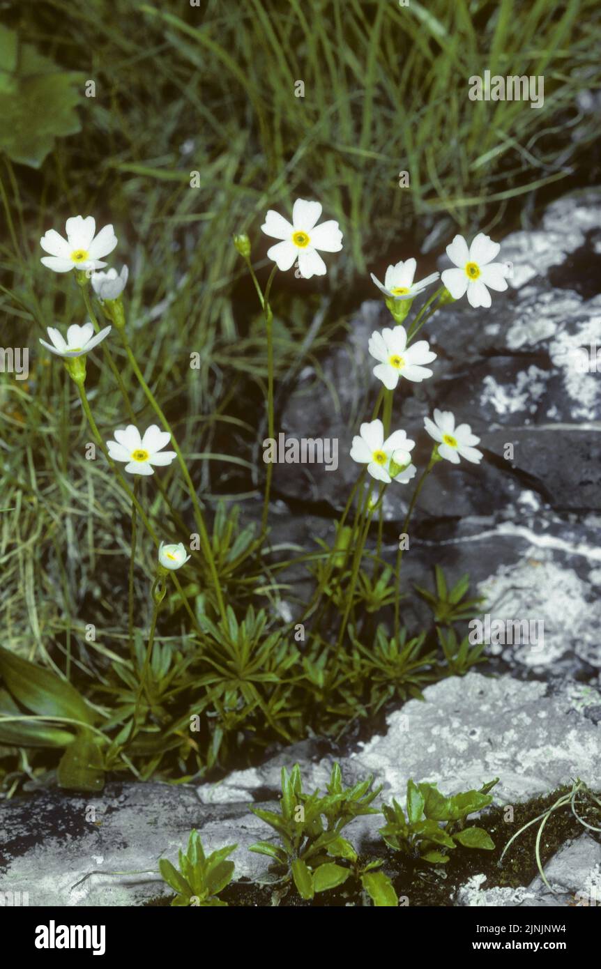 Milkwhite Rock Jasmine (Androsace lactea), floreciendo, Austria Foto de stock