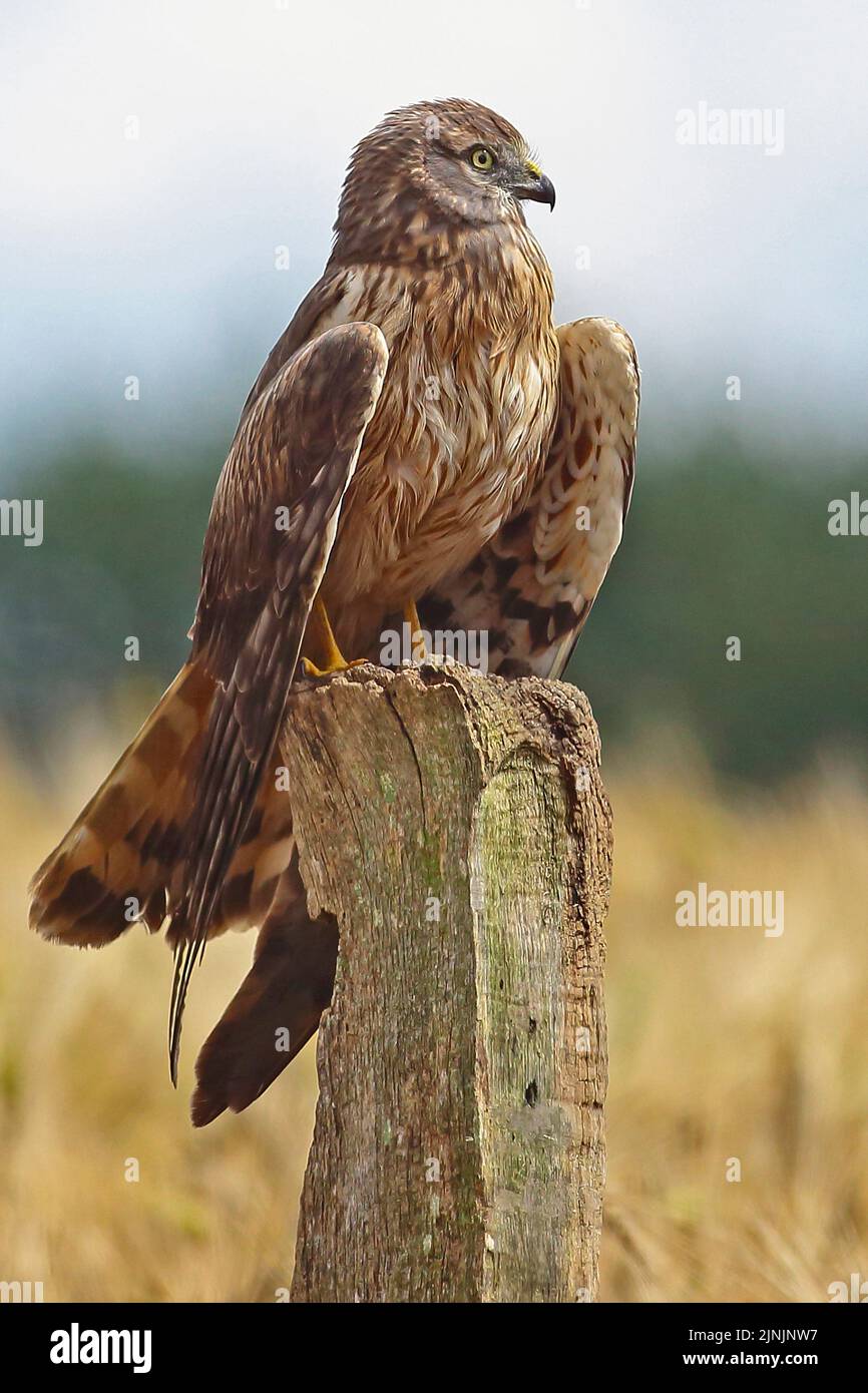 Arrier de montague (Circo pygargus), hembra que percha sobre un poste de madera, vista lateral, Alemania Foto de stock