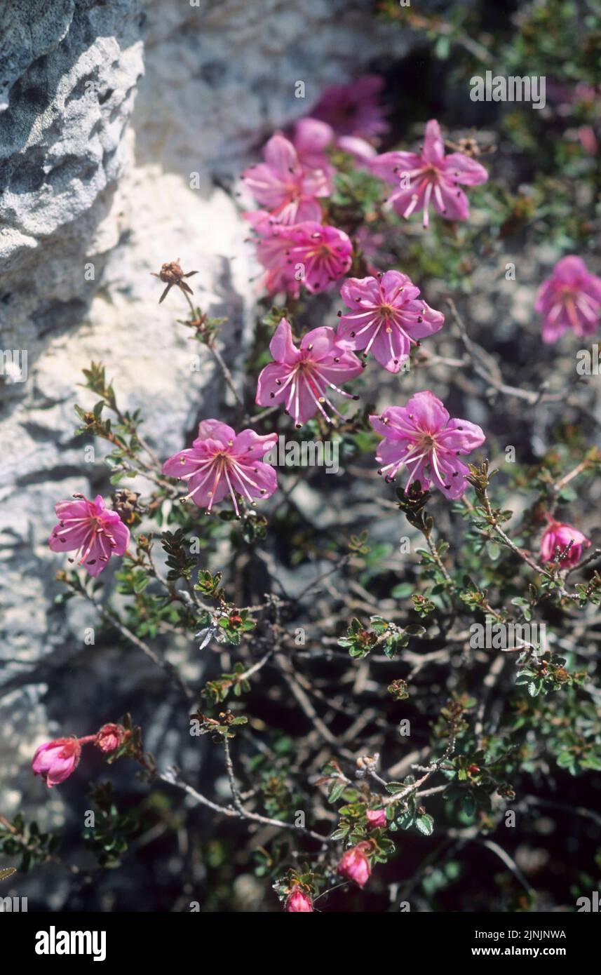 Alpenrose enana (Rhodothamnus chamaecistus), floreciendo, Alemania Foto de stock