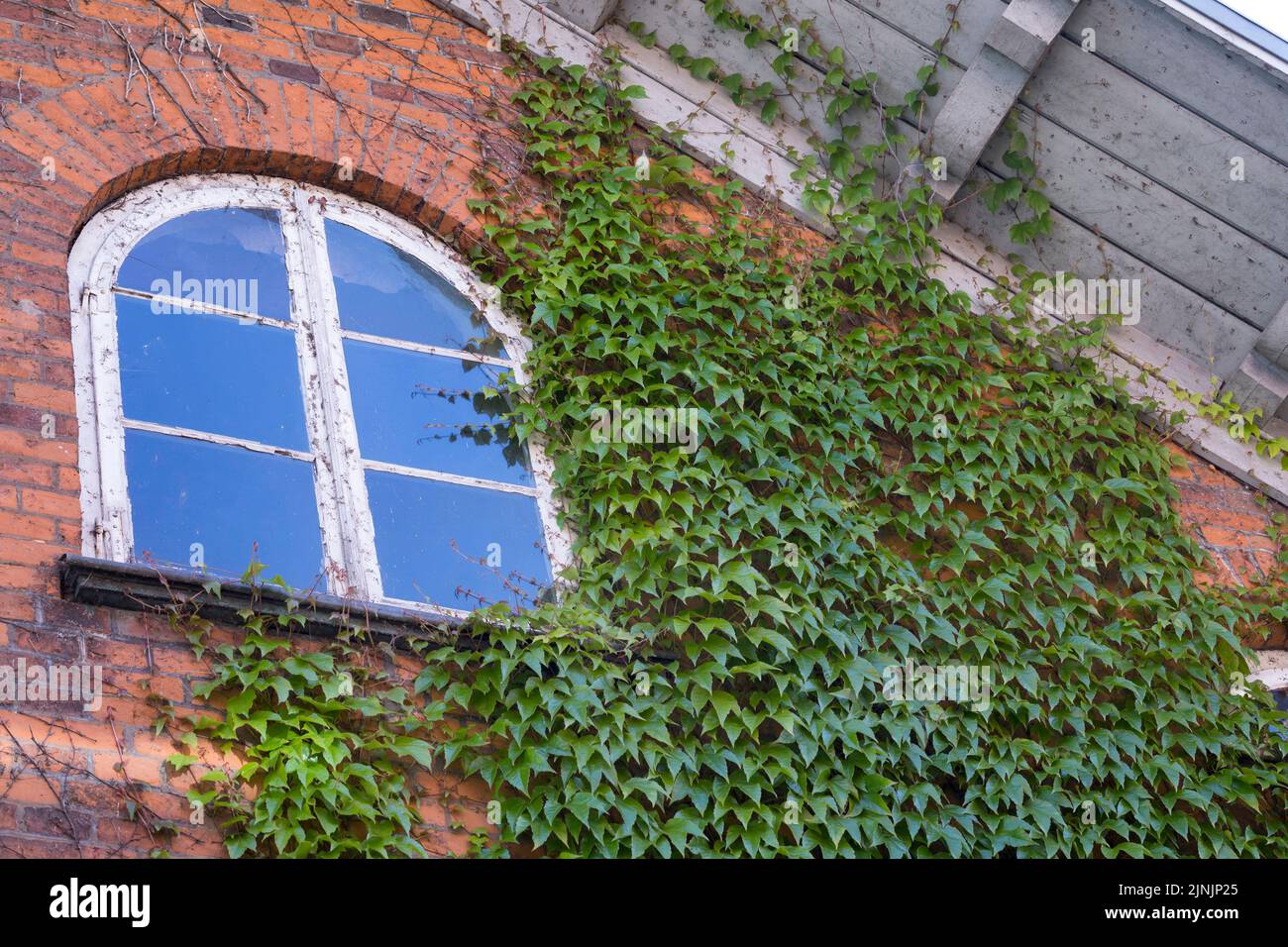 La hiedra de Boston (Parthenocissus tricuspidata), trepa a una fachada, Alemania Foto de stock