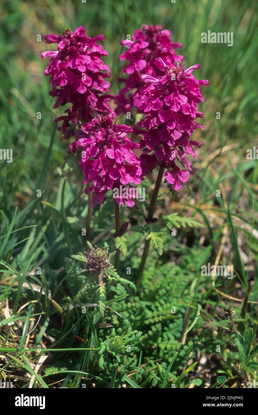Pedicularis verticillata, cuatro inflorescencias, Austria Foto de stock