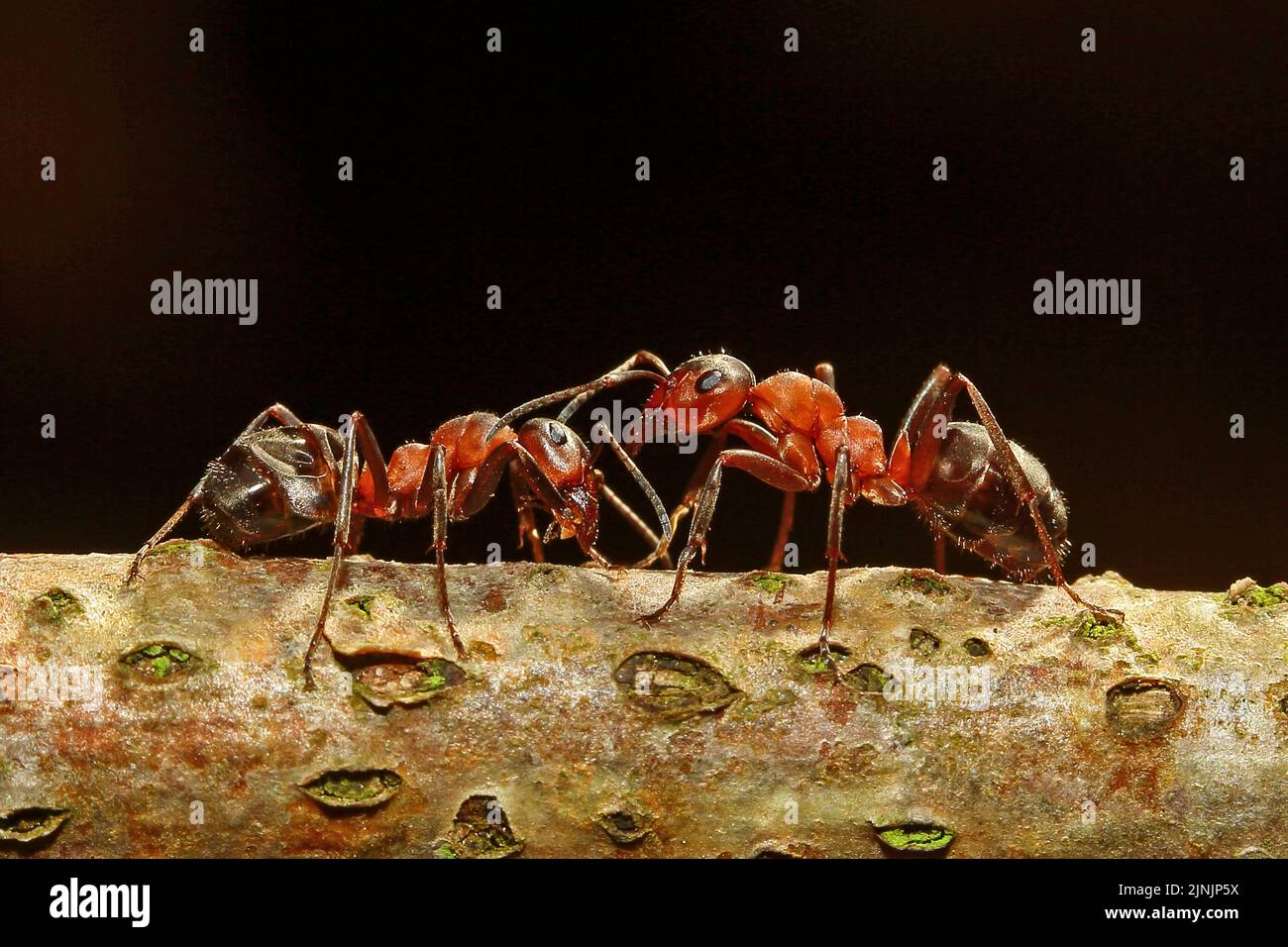 Hormiga de madera (F. rufa oder F. polyctena), dos hormigas en ramita, Alemania Foto de stock