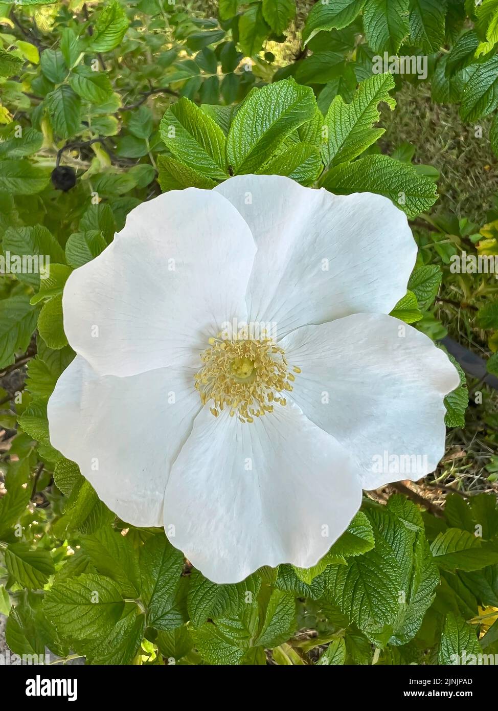 Rosa rugosa, rosa japonesa (rosa rugosa), flor blanca Foto de stock