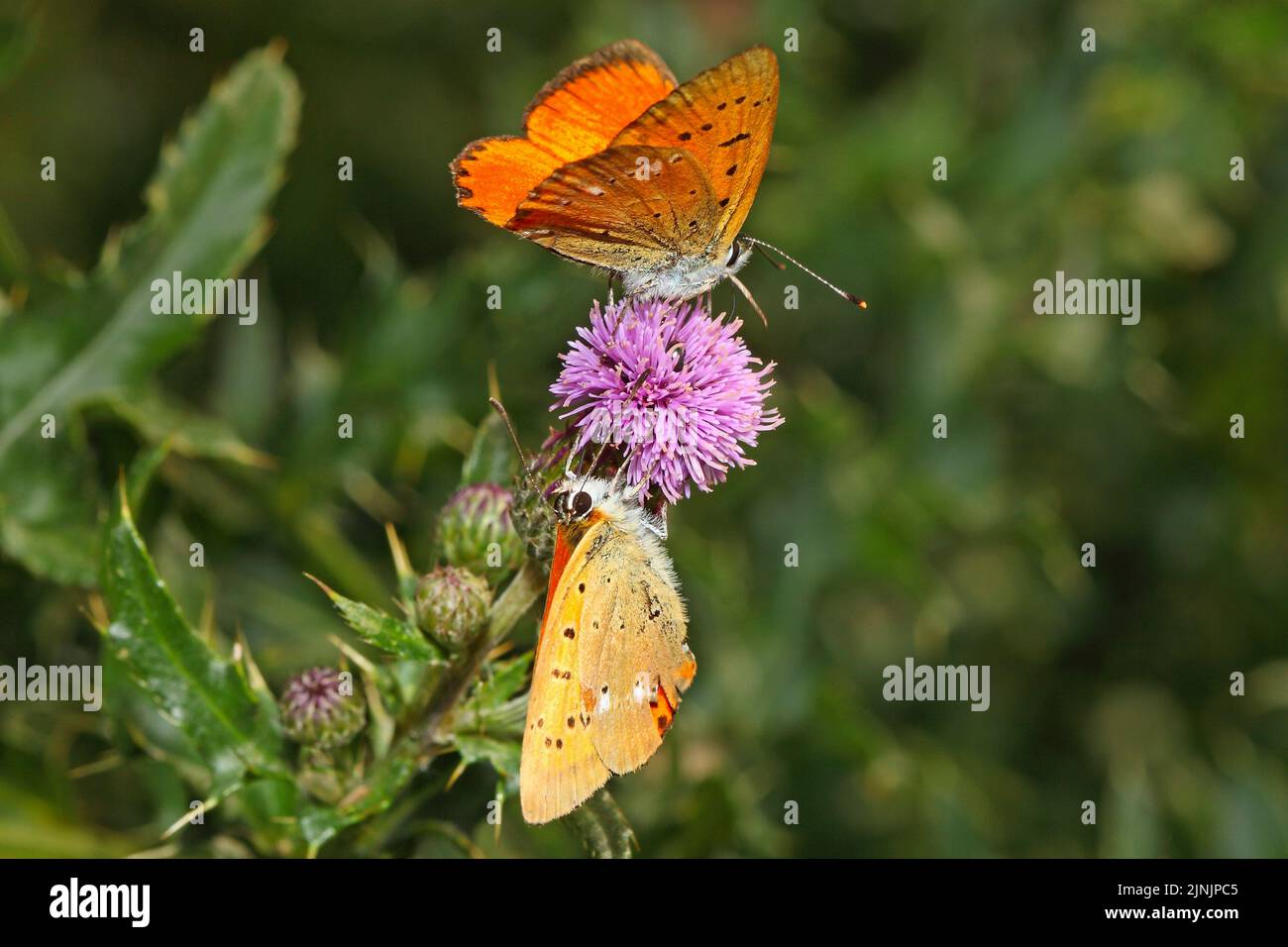 Cobre escaso (Heodes virgaureae, Lycaena virgaureae, Chrysophanus virgaureae), dos machos sobre una flor de cardo, Alemania Foto de stock