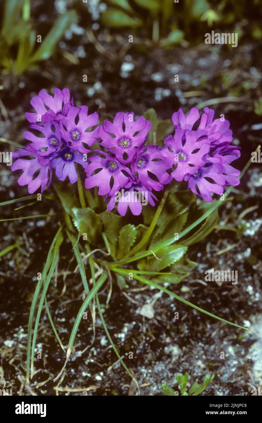 Glutinosa Primrose (Primula glutinosa), floreciendo, Austria Foto de stock