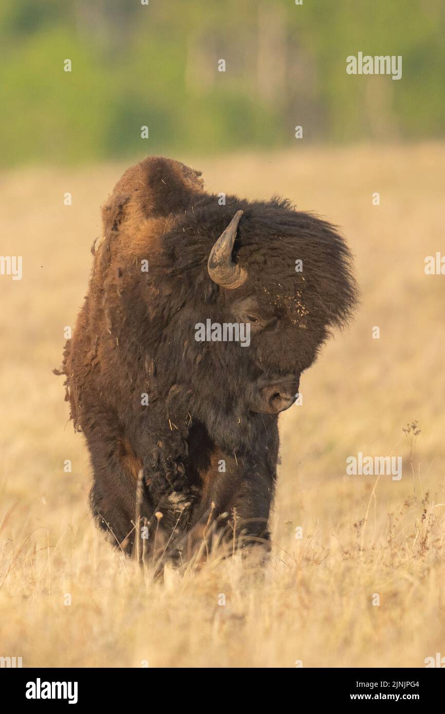 Bisonte americano, búfalo (bisonte), de pie sobre hierba seca, Canadá, Manitoba, Parque Nacional Riding Mountain Foto de stock