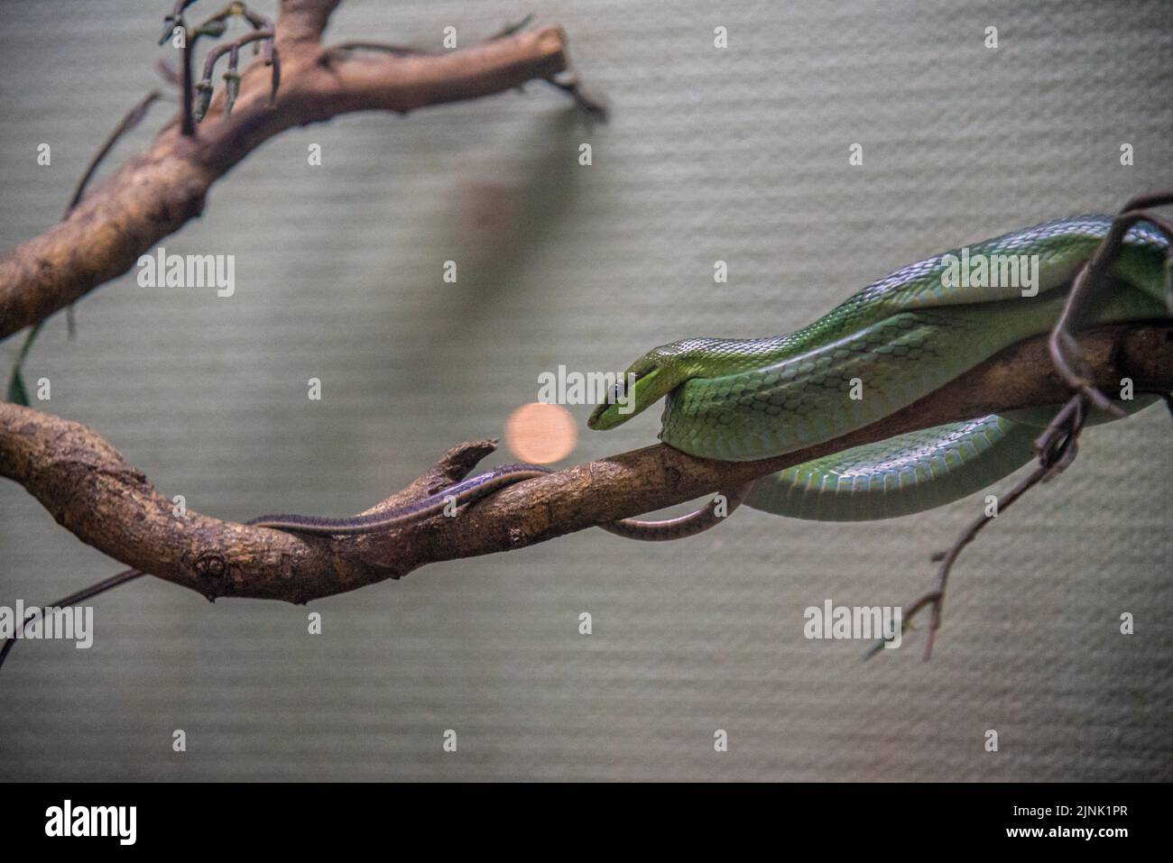 Una serpiente de cola roja vista en el Queen Saovabha Memorial Institute y la granja de serpientes en Bangkok. El Instituto Conmemorativo de la Reina Saovabha, también conocido como la Granja de Serpientes de Bangkok, fue fundado en 1923 para elevar serpientes venenosas para la extracción de veneno y la producción de antivenenos para Tailandia y las regiones circundantes donde las serpientes venenosas son endémicas. El instituto también sirve como museo para informar al público en general acerca de las serpientes en Tailandia. (Foto de Peerapon Boonyakiat / SOPA Images/Sipa USA) Foto de stock