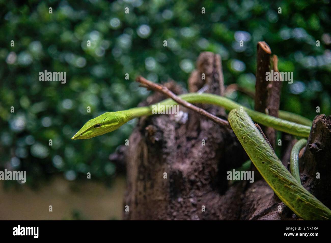 Una serpiente de látigo de nariz larga vista en el Queen Saovabha Memorial Institute y la granja de serpientes en Bangkok. El Instituto Conmemorativo de la Reina Saovabha, también conocido como la Granja de Serpientes de Bangkok, fue fundado en 1923 para elevar serpientes venenosas para la extracción de veneno y la producción de antivenenos para Tailandia y las regiones circundantes donde las serpientes venenosas son endémicas. El instituto también sirve como museo para informar al público en general acerca de las serpientes en Tailandia. (Foto de Peerapon Boonyakiat / SOPA Images/Sipa USA) Foto de stock