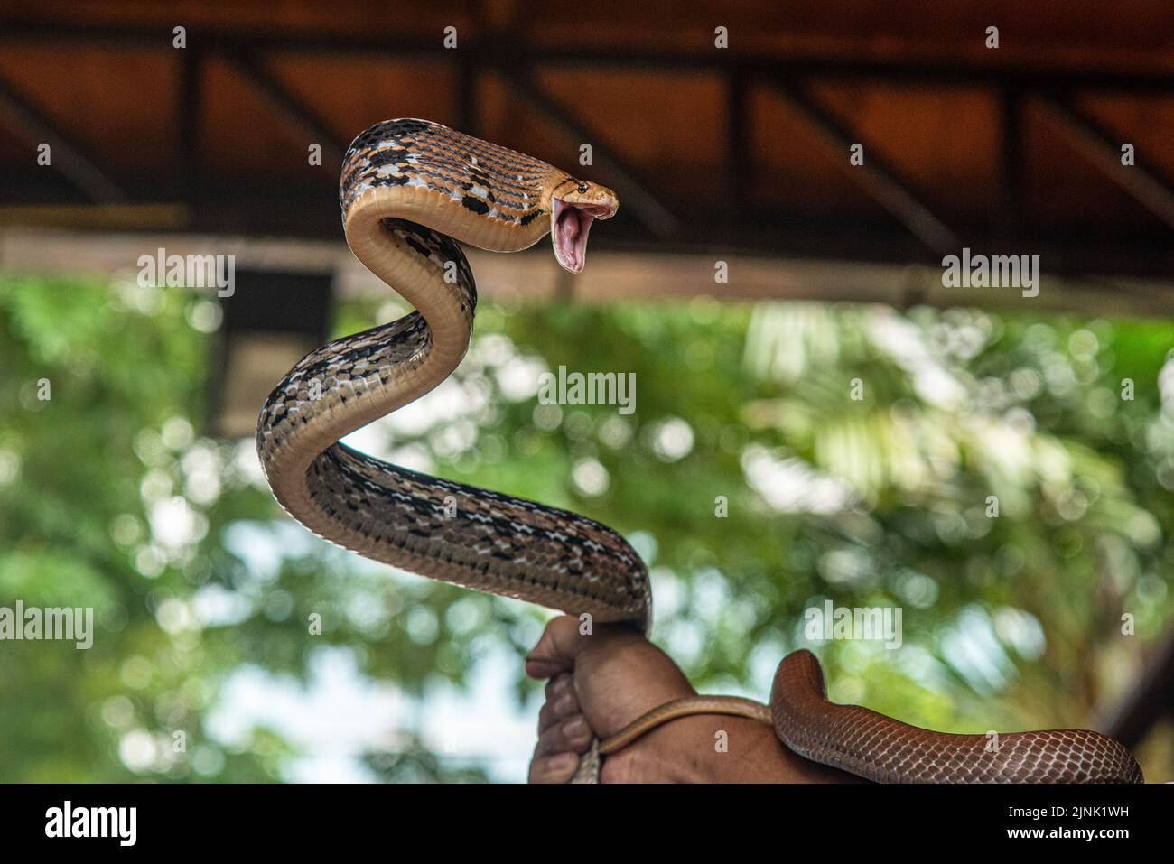 Una serpiente Copperhead Racer vista durante un espectáculo de serpientes en el Queen Saovabha Memorial Institute y la granja de serpientes en Bangkok. El Instituto Conmemorativo de la Reina Saovabha, también conocido como la Granja de Serpientes de Bangkok, fue fundado en 1923 para elevar serpientes venenosas para la extracción de veneno y la producción de antivenenos para Tailandia y las regiones circundantes donde las serpientes venenosas son endémicas. El instituto también sirve como museo para informar al público en general acerca de las serpientes en Tailandia. (Foto de Peerapon Boonyakiat / SOPA Images/Sipa USA) Foto de stock