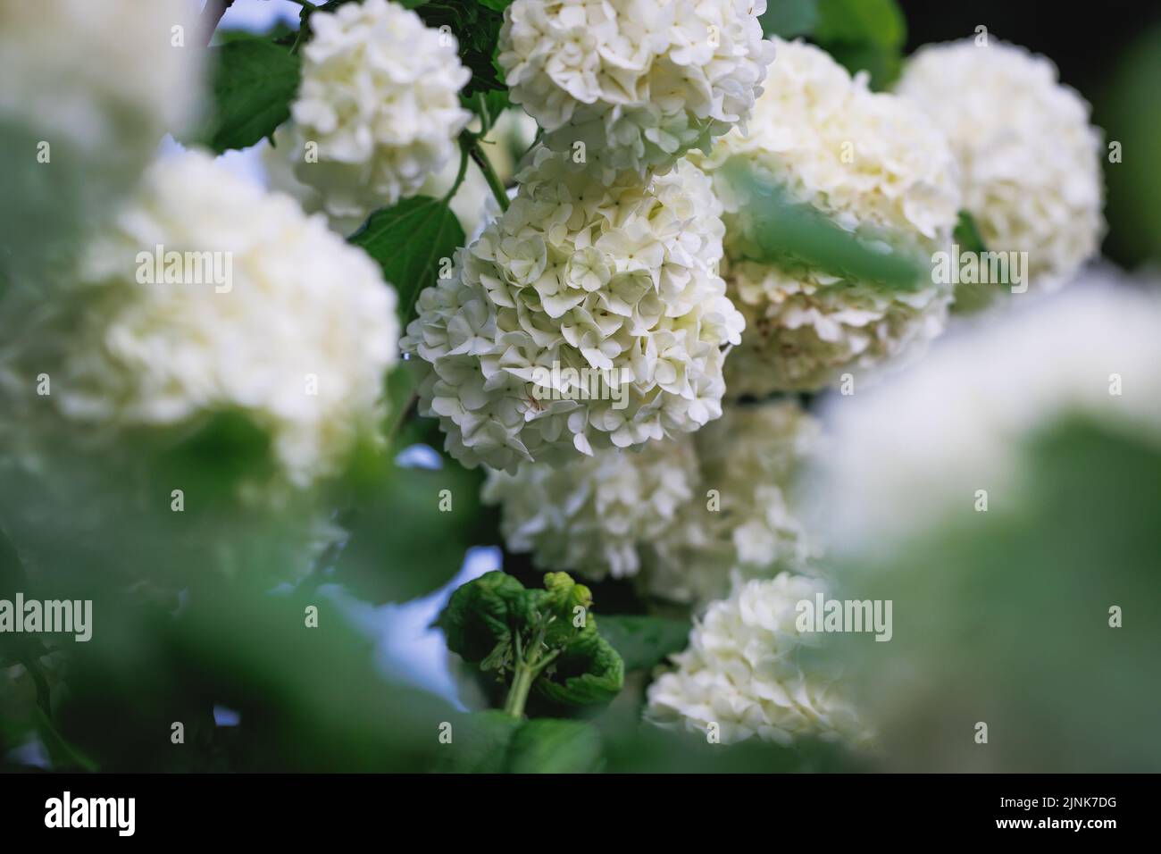 Flores blancas redondeadas de la planta de Viburnum en el jardín Foto de stock