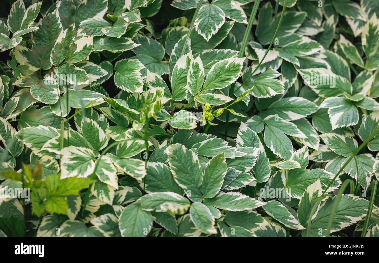 Una forma ornamental con hojas variegadas Aegopodium podagraria - tierra mayor Foto de stock