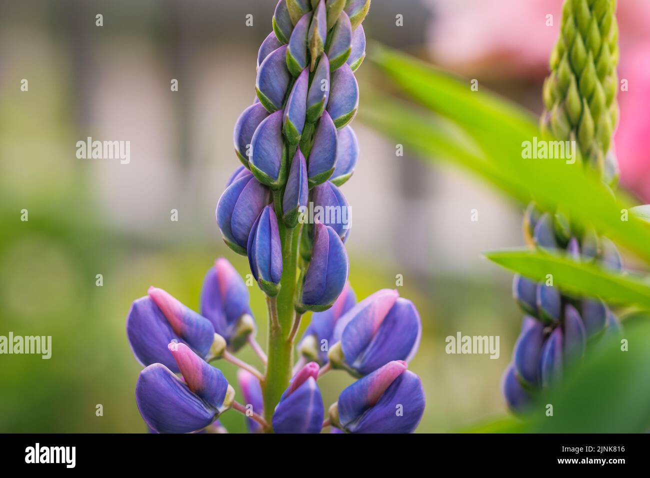 Detalles de la flor de Lupinus en el jardín Foto de stock