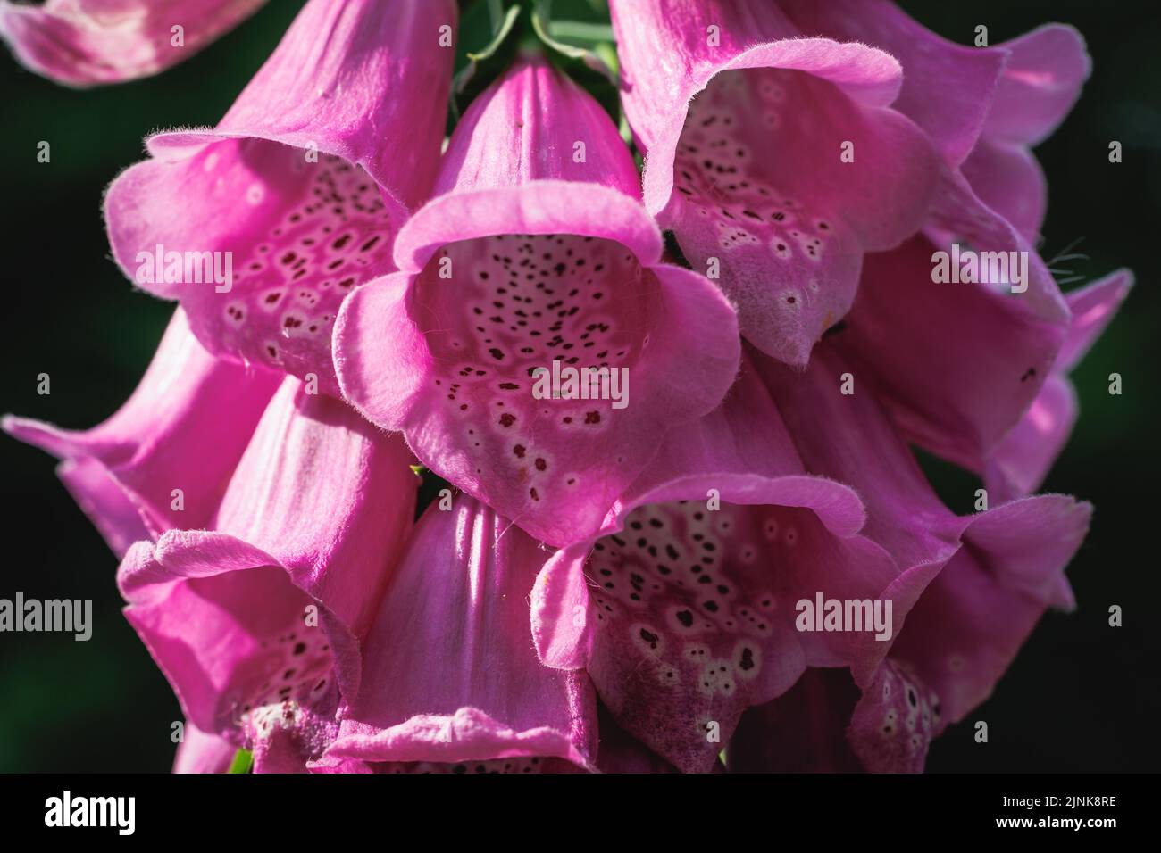 Digitalis purpurea - flores comunes de foxglove en el jardín Foto de stock