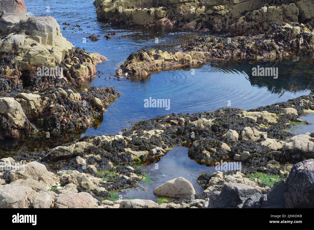 Charcas de marea en la costa rocosa de Cove Bay, Aberdeen, Escocia Foto de stock