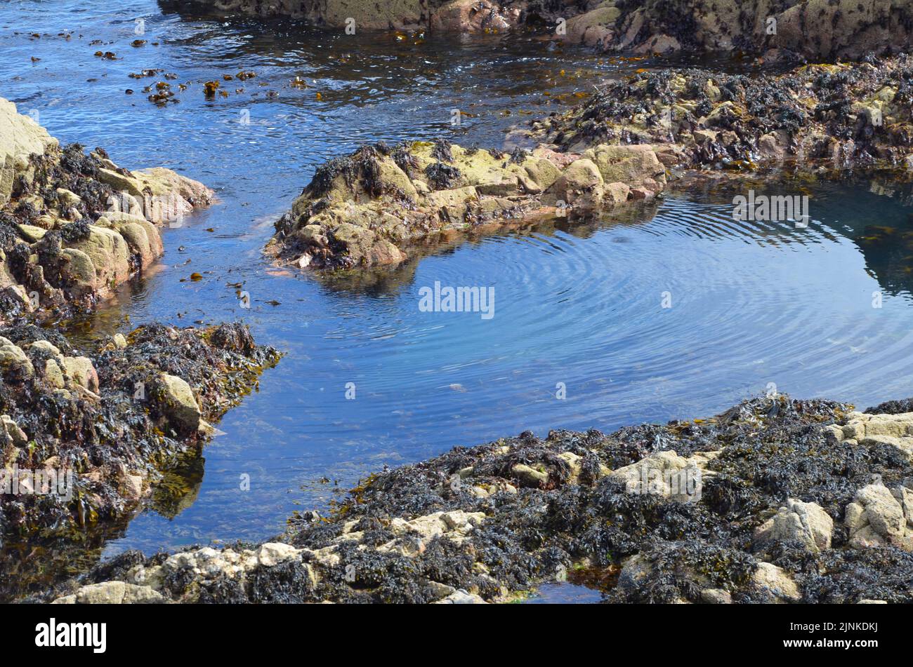 Charcas de marea en la costa rocosa de Cove Bay, Aberdeen, Escocia Foto de stock