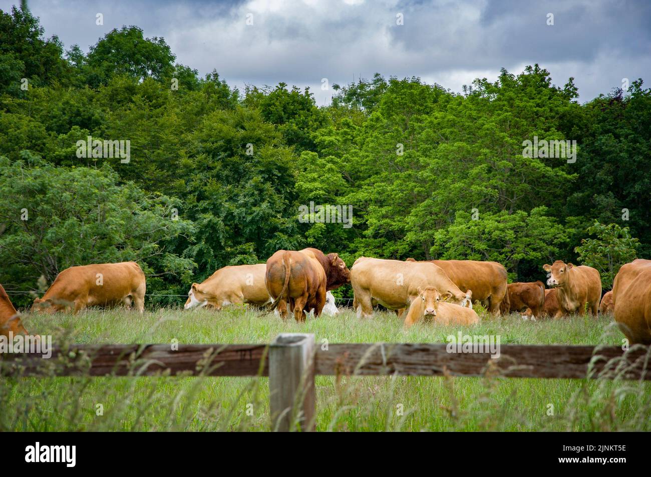 Granja de vacas en Blarney. Bosque de cal. Irlanda, condado de Cork Foto de stock