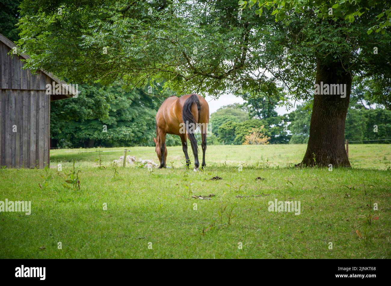 Granja de caballos en Blarney. Bosque de cal. Irlanda, condado de Cork Foto de stock