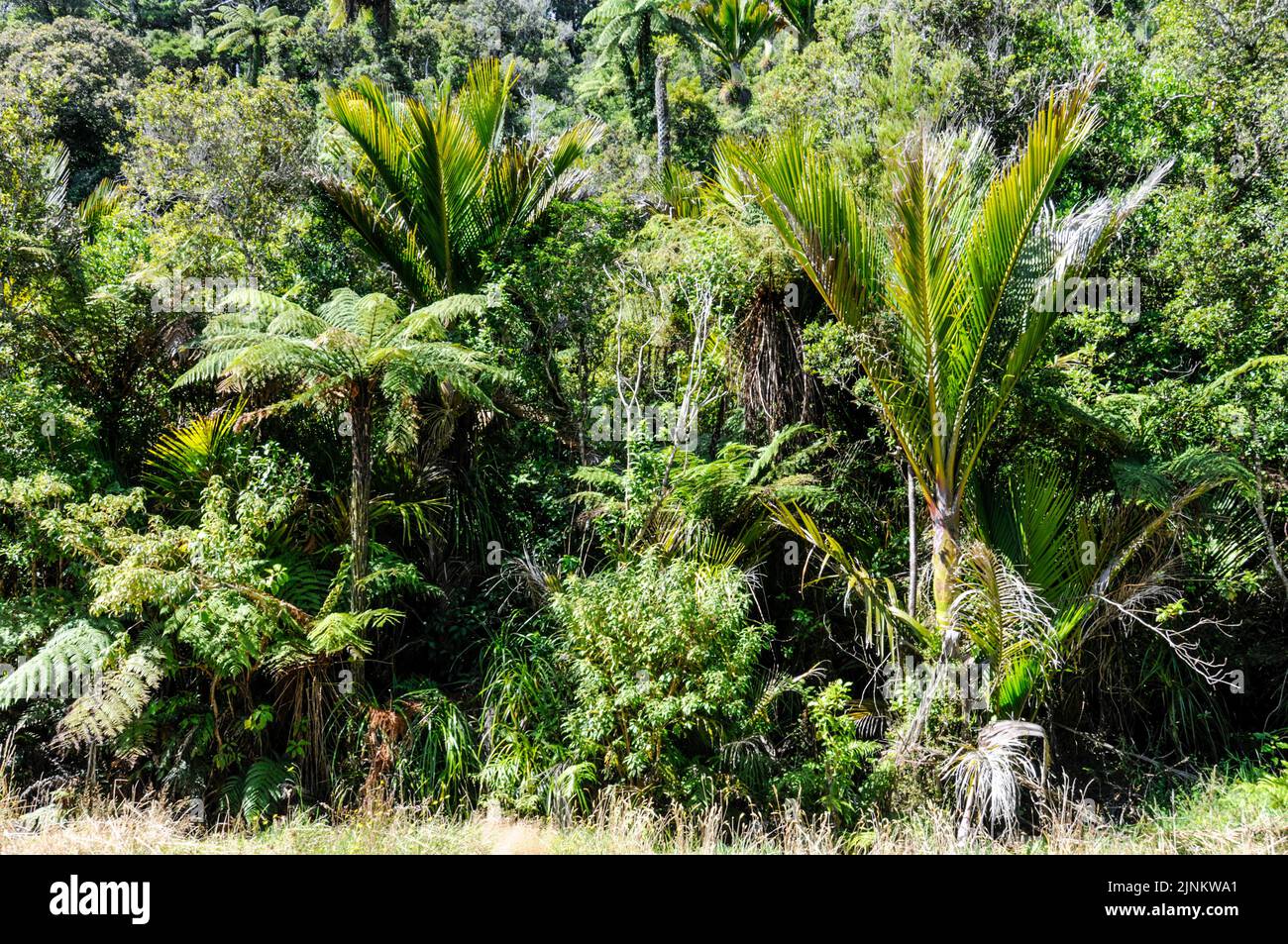 Helechos y vegetación espesa junto a la autopista estatal 6 en la isla sur de Nueva Zelanda Foto de stock