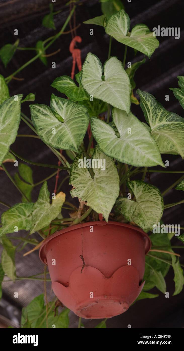 Decoración de plantas colgantes fotografías e imágenes alta resolución -