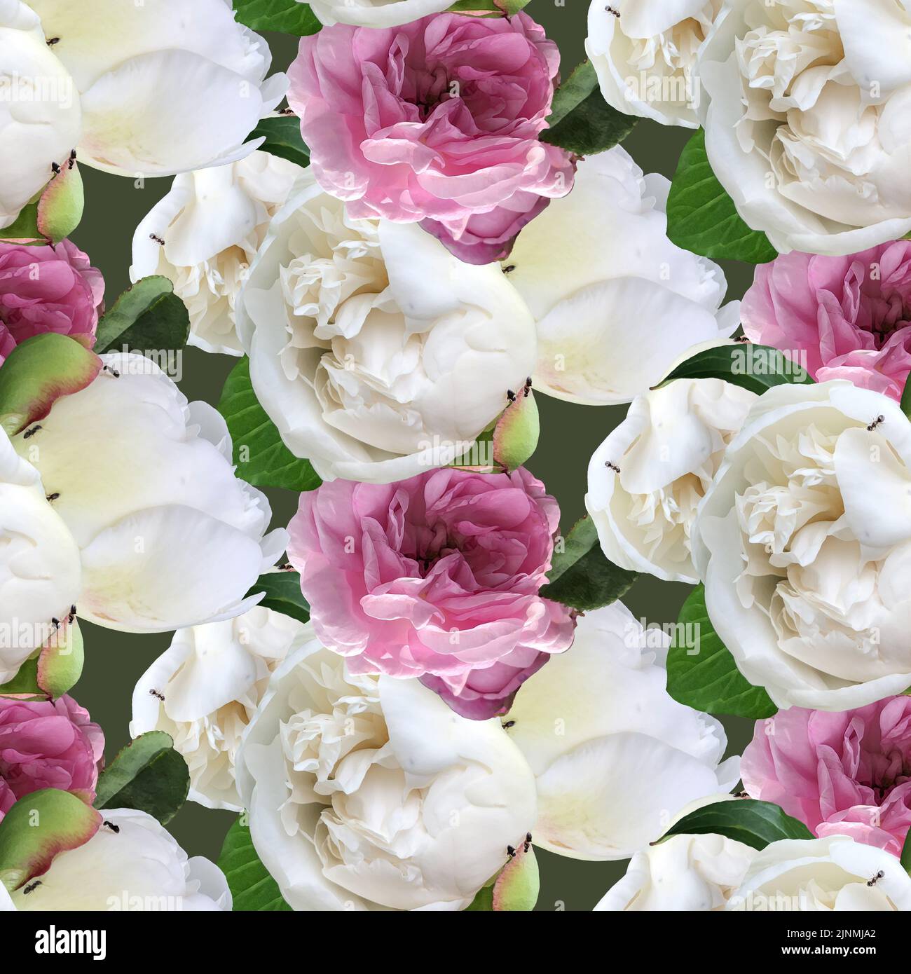 Diseño sin costuras con rosas color acuarela rosa y peonías blancas sobre fondo turquesa. Ilustración vintage. Foto de stock
