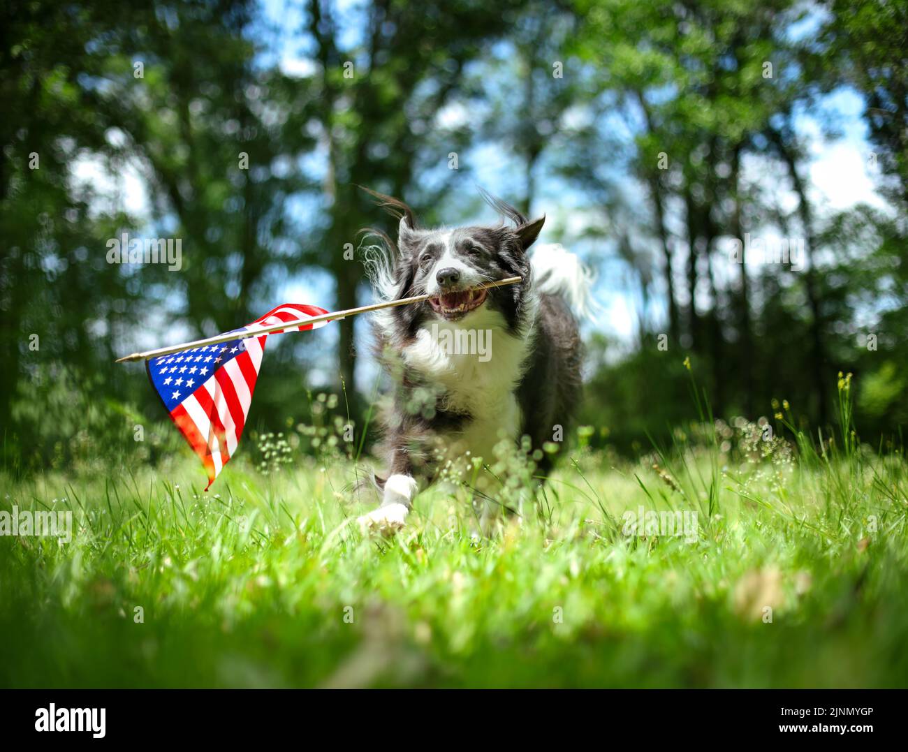 Happy Border Collie perro corriendo y jugando fuera y llevando la bandera estadounidense. Concepto patriótico para el 4th de Julio, Día de los Caídos, Día del Trabajo, o. Foto de stock