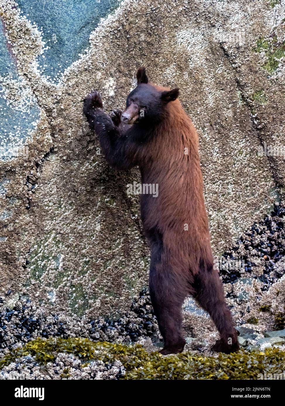 Oso negro, Ursus americanus, alimentándose de los percebes en la zona intermareal de Tracy Arm, sudeste de Alaska Foto de stock