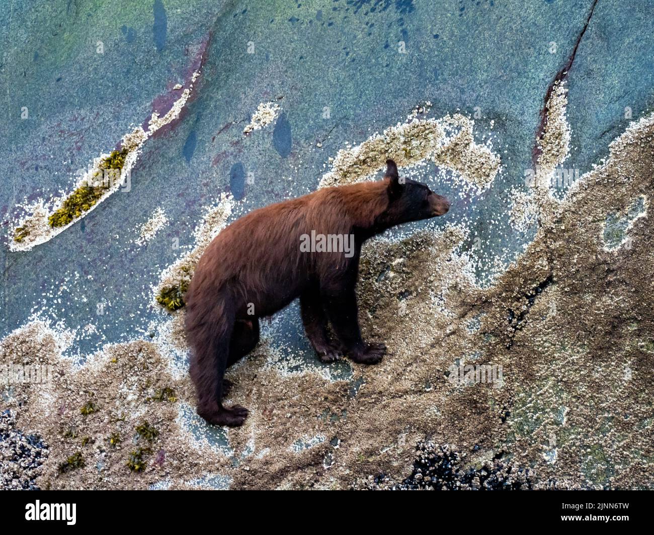 Oso negro, Ursus americanus, alimentándose de los percebes en la zona intermareal de Tracy Arm, sudeste de Alaska Foto de stock